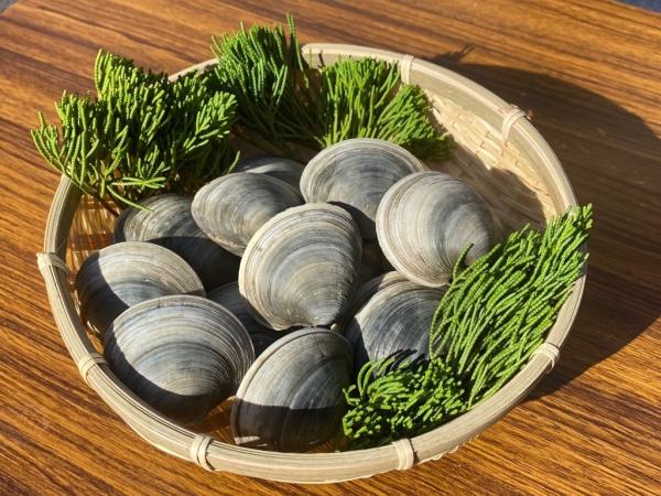 写真：ホンビノス貝