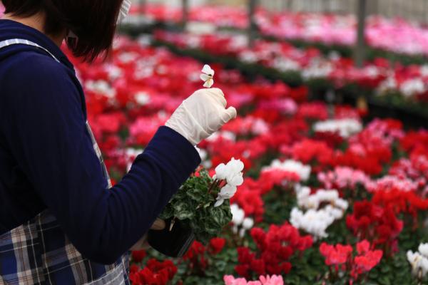 写真：花きハウス栽培の様子