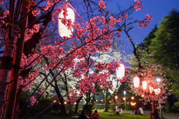 写真：里美公園の桜