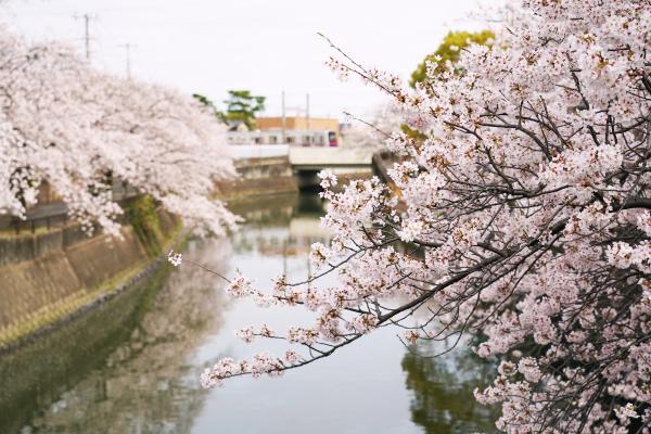 写真：真間川沿いに桜が咲く様子