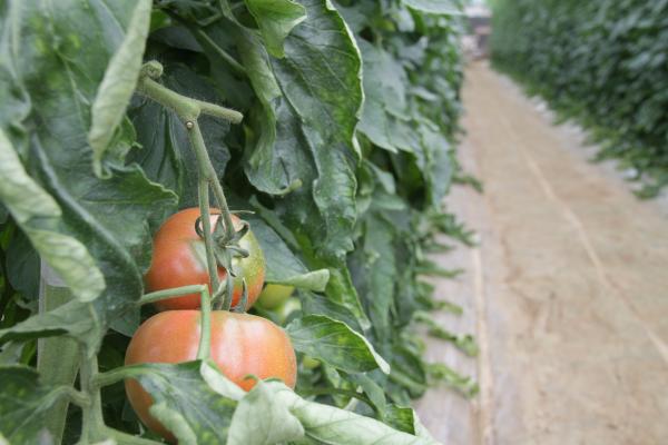 写真：畑のトマト