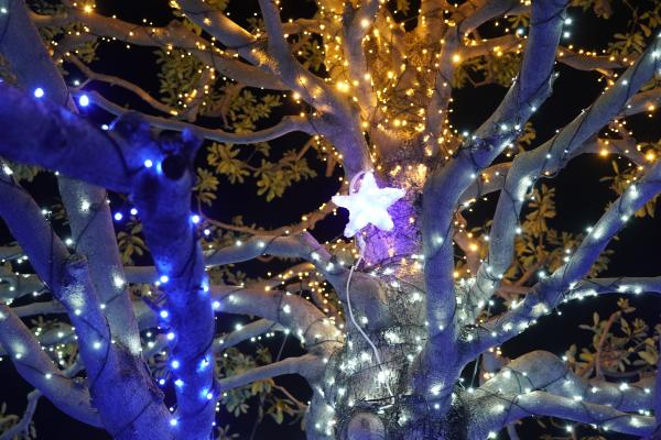 写真：光り輝くイルミネーション
