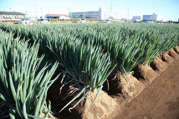 写真：畑にうえられたねぎ