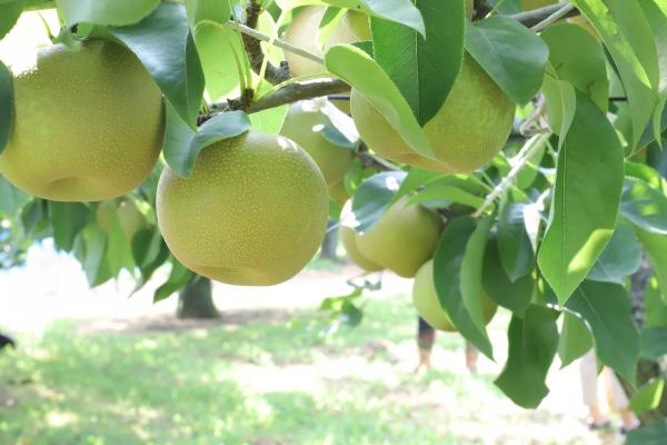 写真：なし園のなし