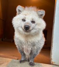 タヌキのムクの写真
