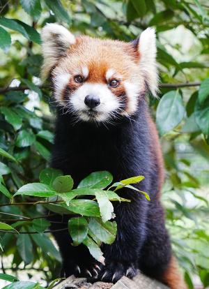 レッサーパンダのユーファの写真