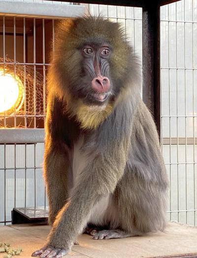 マンドリルのジョディの写真