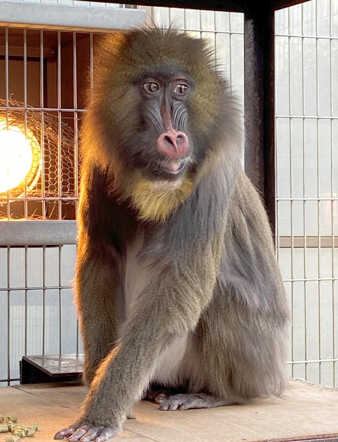 マンドリルのジョディの写真