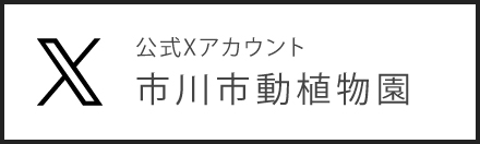 公式Xアカウント 市川市動植物園