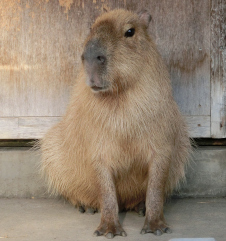 写真：カピバラの画像